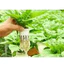 Rọ thủy canh nhiều cỡ 5.5cm 6.5cm 15cm và phụ kiện trồng rau thủy canh tiện lợi