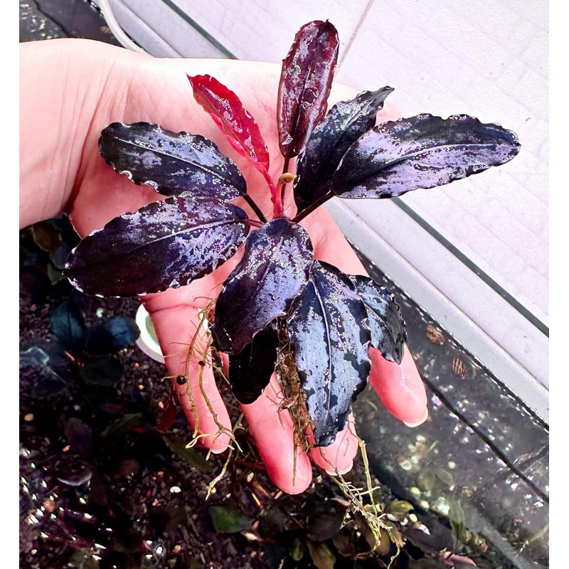 Bucep Hellfire (Hellfire Bucephalandra) | Shopee Việt Nam