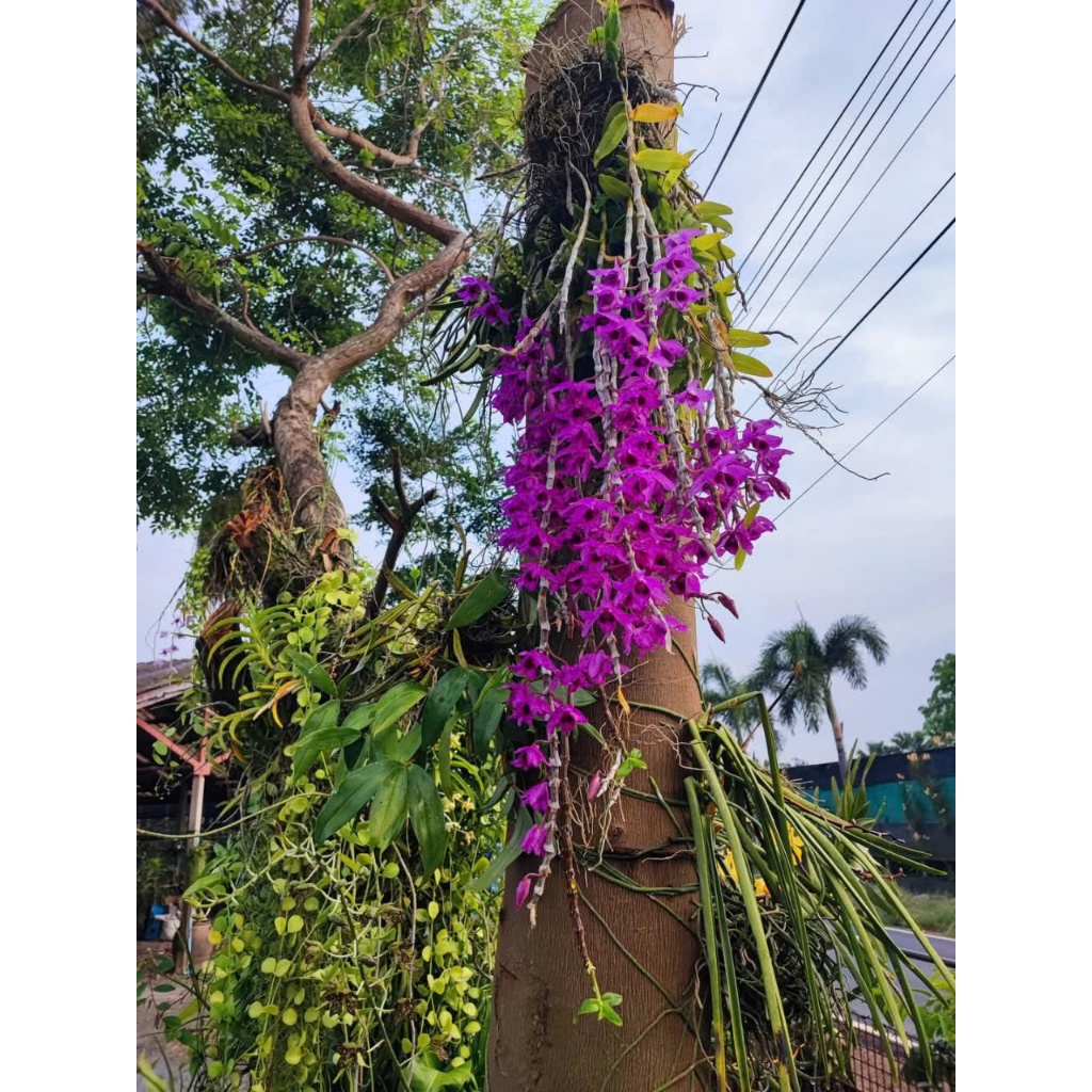 Trầm Tím  Cổ Dòng siêu tím đậm