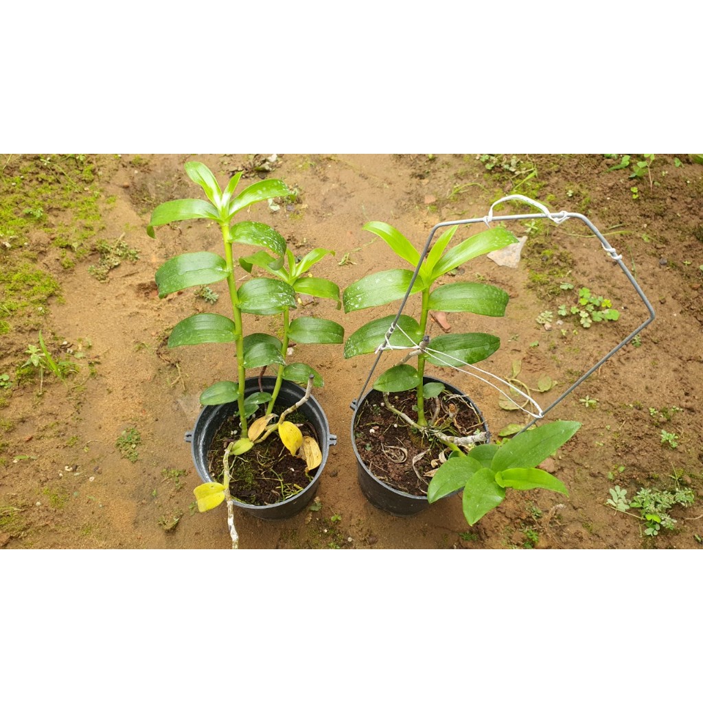 Trầm Bông Mai Đài Loan