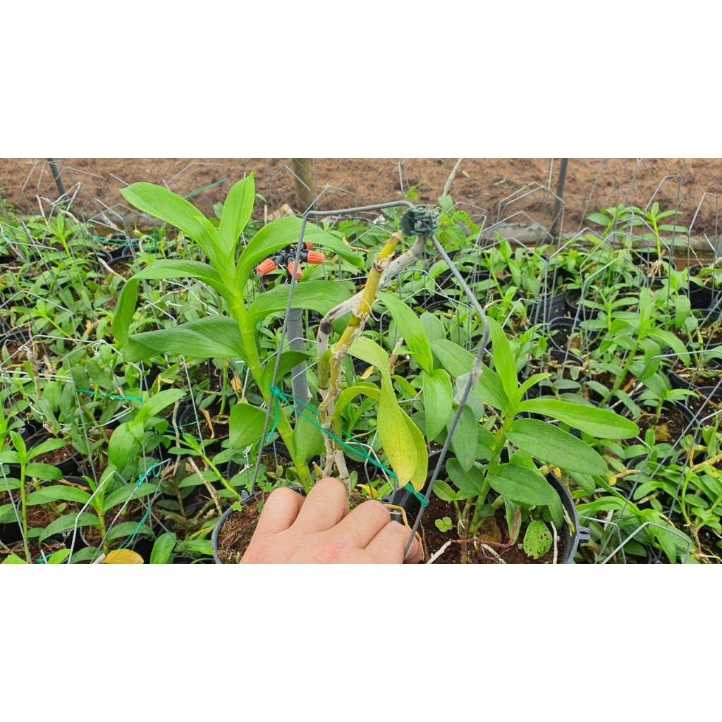 Trầm Bông Mai Đài Loan