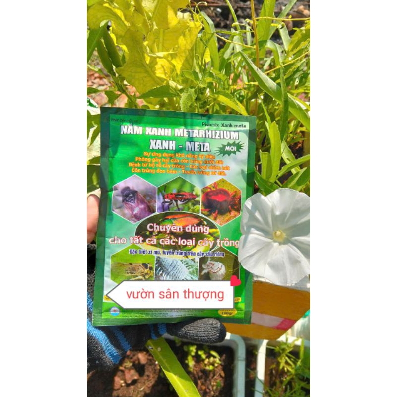 100gr Nấm Xanh Metarhizium Xanh - Meta, Tăng Cường Tính Năng Hữu Cơ, Phòng Tr.ừ Nấm Gây H.ại Từ Bộ Rễ