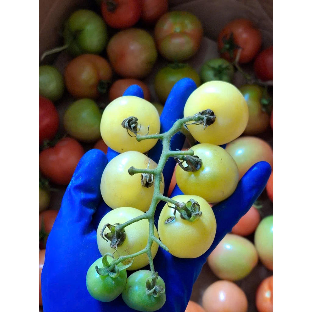 Hạt giống Cà Chua Cherry Chùm Vàng Ngọt Lai (50 Hạt) Sinh Trưởng Khỏe, Trồng Quanh Năm - Hạt giống CANH NÔNG