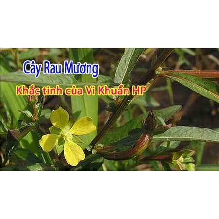 90 Túi lọc cây rau mương khô thượng hạng JINDO (90 gói x 3 gram) tốt cho dạ dày,  HP dạ dày