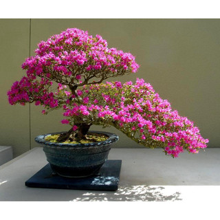1kg Phân Bón Hữu Cơ Hoa Giấy Minro 650 OM, Hữu Cơ, Cứng Thân, Tạo Tán, Ra Bông Nhiều, Lâu Tàn