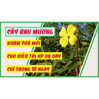 Trà túi lọc cây rau mương khô thượng hạng JINDO 45 gói x 3gram tốt cho người HP dạ dày