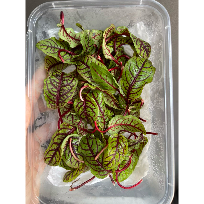 Lá Nhút Chua Vân Đỏ - Hộp 10g ( Lá Sorrel ) | Shopee Việt Nam