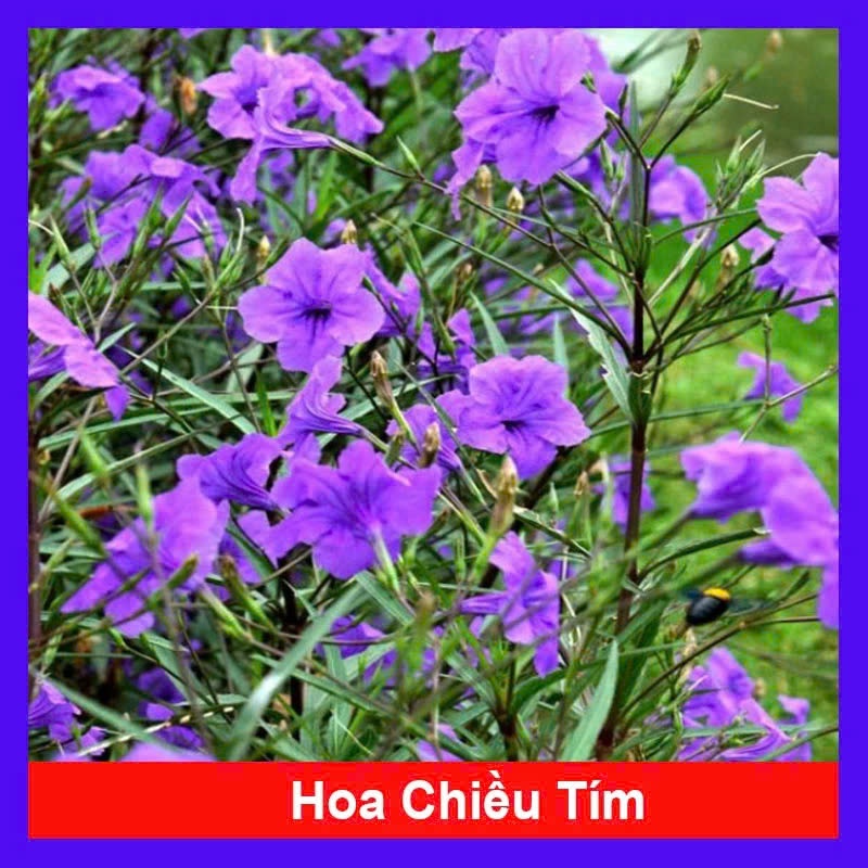 Hoa Chiều Tím - cây cảnh để bàn Cây Trang Trí Hàng Rào, Sân Vườn Siêu Khỏe kvt