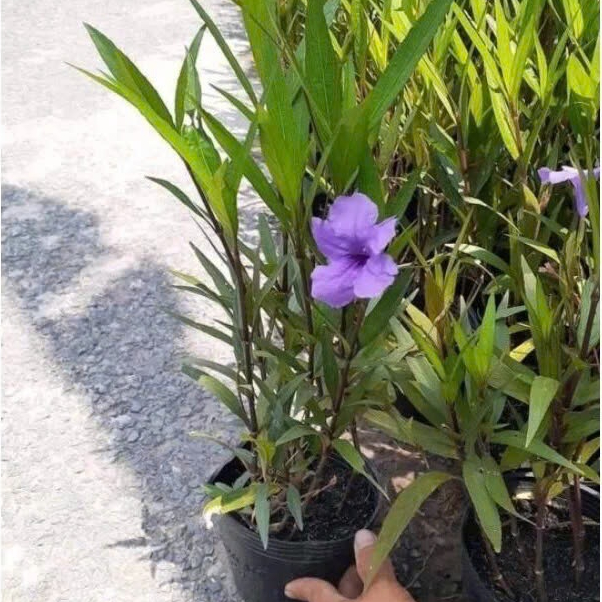 Hoa Chiều Tím - cây cảnh để bàn Cây Trang Trí Hàng Rào, Sân Vườn Siêu Khỏe kvt