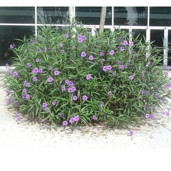 Hoa Chiều Tím - cây cảnh để bàn Cây Trang Trí Hàng Rào, Sân Vườn Siêu Khỏe kvt