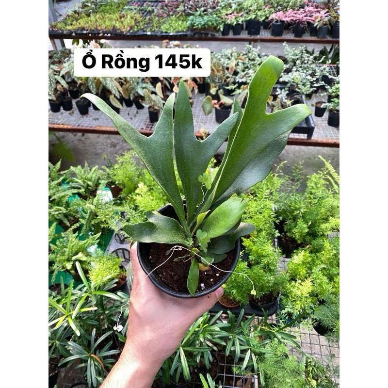 ổ rồng decor, bảng gỗ, trang trí nhà | Shopee Việt Nam