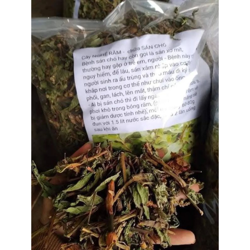 Cây Nghể Răm khô.cây nghể răm tri san cho ở nguoi_Gói 1kg | Shopee Việt Nam