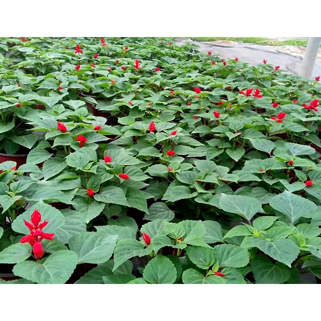 Hạt Giống Hoa Xác Pháo Lùn Đỏ SAL121 phượng Hoàng chiều cao cây: 20-25 cm