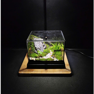 Terrarium " Vĩnh Sơn Huyền Cảnh " quà tặng sinh nhật ý nghĩa tặng kèm đèn đế gỗ