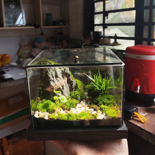 Terrarium " Vĩnh Sơn Huyền Cảnh " quà tặng sinh nhật ý nghĩa tặng kèm đèn đế gỗ
