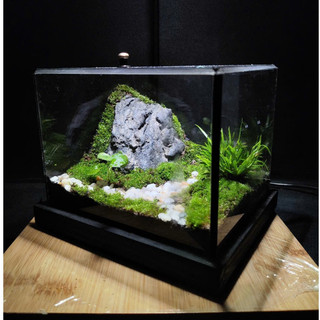 Terrarium " Vĩnh Sơn Huyền Cảnh " quà tặng sinh nhật ý nghĩa tặng kèm đèn đế gỗ