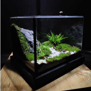 Terrarium " Vĩnh Sơn Huyền Cảnh " quà tặng sinh nhật ý nghĩa tặng kèm đèn đế gỗ