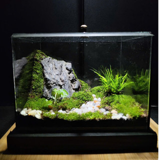 Terrarium " Vĩnh Sơn Huyền Cảnh " quà tặng sinh nhật ý nghĩa tặng kèm đèn đế gỗ