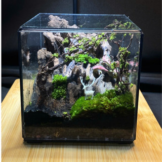 Terrarium " Vườn địa đàng " quà tặng ý nghĩa  ( Valentine, sinh nhật, anniversary,...)