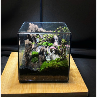 Terrarium " Vườn địa đàng " quà tặng ý nghĩa  ( Valentine, sinh nhật, anniversary,...)