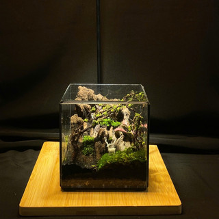 Terrarium " Vườn địa đàng " quà tặng ý nghĩa  ( Valentine, sinh nhật, anniversary,...)