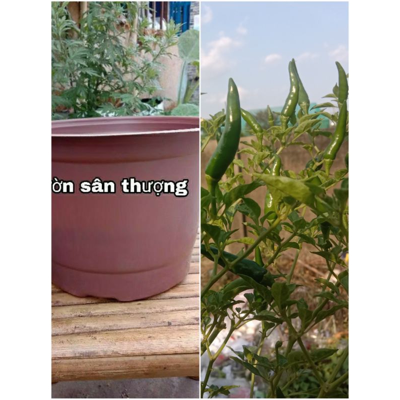 Set 5 Chậu 230x160 mm Thịnh khang, Siêu bền Tái sử Dụng Trên 5 Lần, Sử dụng Trồng Hoa, Ươm Cây, Làm Chậu để Bàn,..