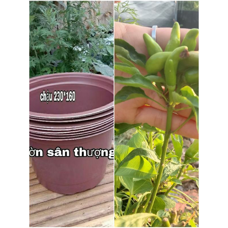 Set 5 Chậu 230x160 mm Thịnh khang, Siêu bền Tái sử Dụng Trên 5 Lần, Sử dụng Trồng Hoa, Ươm Cây, Làm Chậu để Bàn,..
