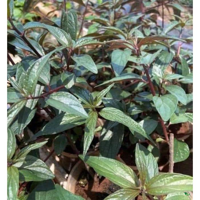 Ảnh Trà Dòi Thân Tím Kingtea (15 ngày uống) 30 túi lọc - Dòi Thân Tím Sấy Lạnh , Sao Thơm - Dòi Thân Tím Bổ Phổi , Giảm Ho 1