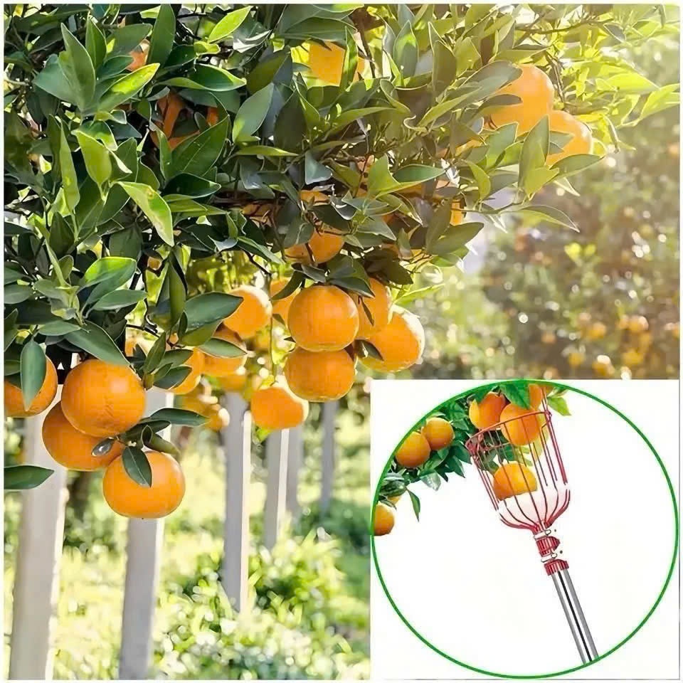 Lồng Hái Trái Cây Giỏ Hái Trái Cây Trên Cao Có Xốp Lót Bảo Vệ Tiện Lợi Không Kèm Cán DASEP
