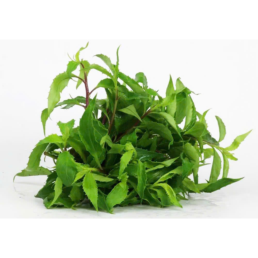 Rau Bầu Đất khô thượng hạng JINDO hỗ trợ viêm bàng quang, khí hư, bạch đới, kinh nguyệt không đều rất tốt cho phụ nữ
