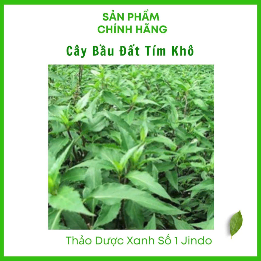 Rau Bầu Đất khô thượng hạng JINDO hỗ trợ viêm bàng quang, khí hư, bạch đới, kinh nguyệt không đều rất tốt cho phụ nữ