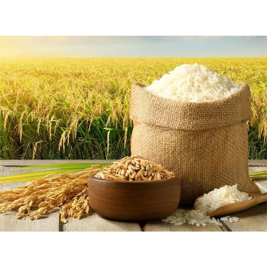 Phân Bón Lúa Max Rice Vô Gạo Nhanh – Giải Pháp Tăng Năng Suất Và Chất ...