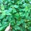Lạc tiên khô 1kg, trà lạc tiên, cây nhãn lồng, giúp an thần, ngủ ngon, dưỡng tâm