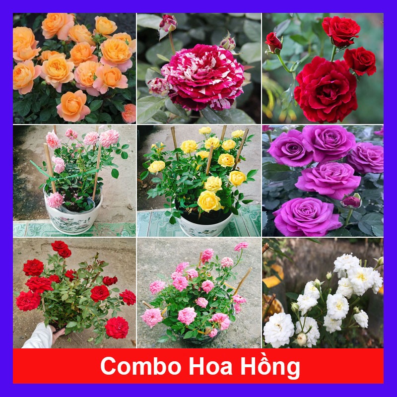 Combo hoa hồng ( hoa hồng leo , hoa hồng ngoại ..) - chậu cây cảnh sân vườn