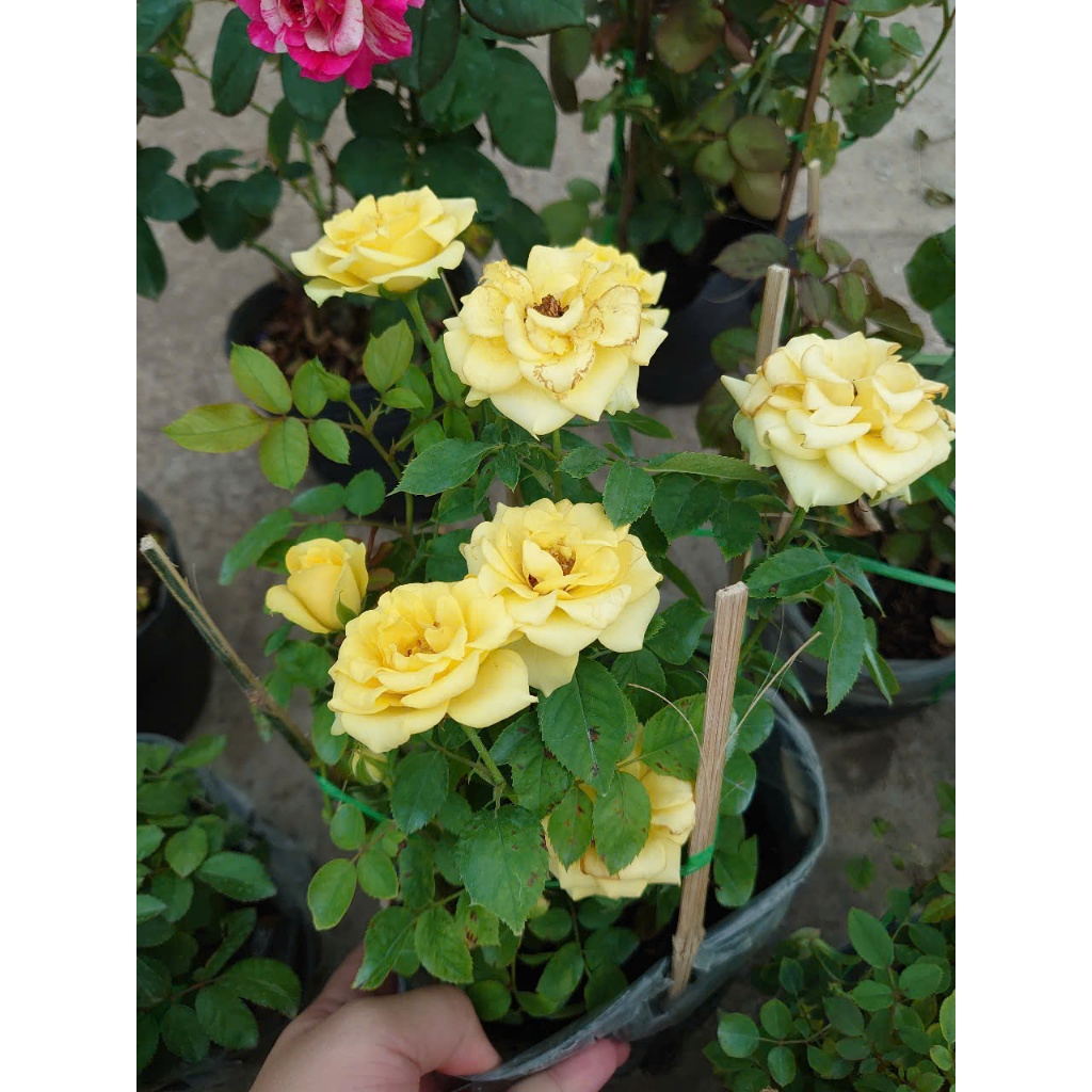 Combo hoa hồng ( hoa hồng leo , hoa hồng ngoại ..) - chậu cây cảnh sân vườn