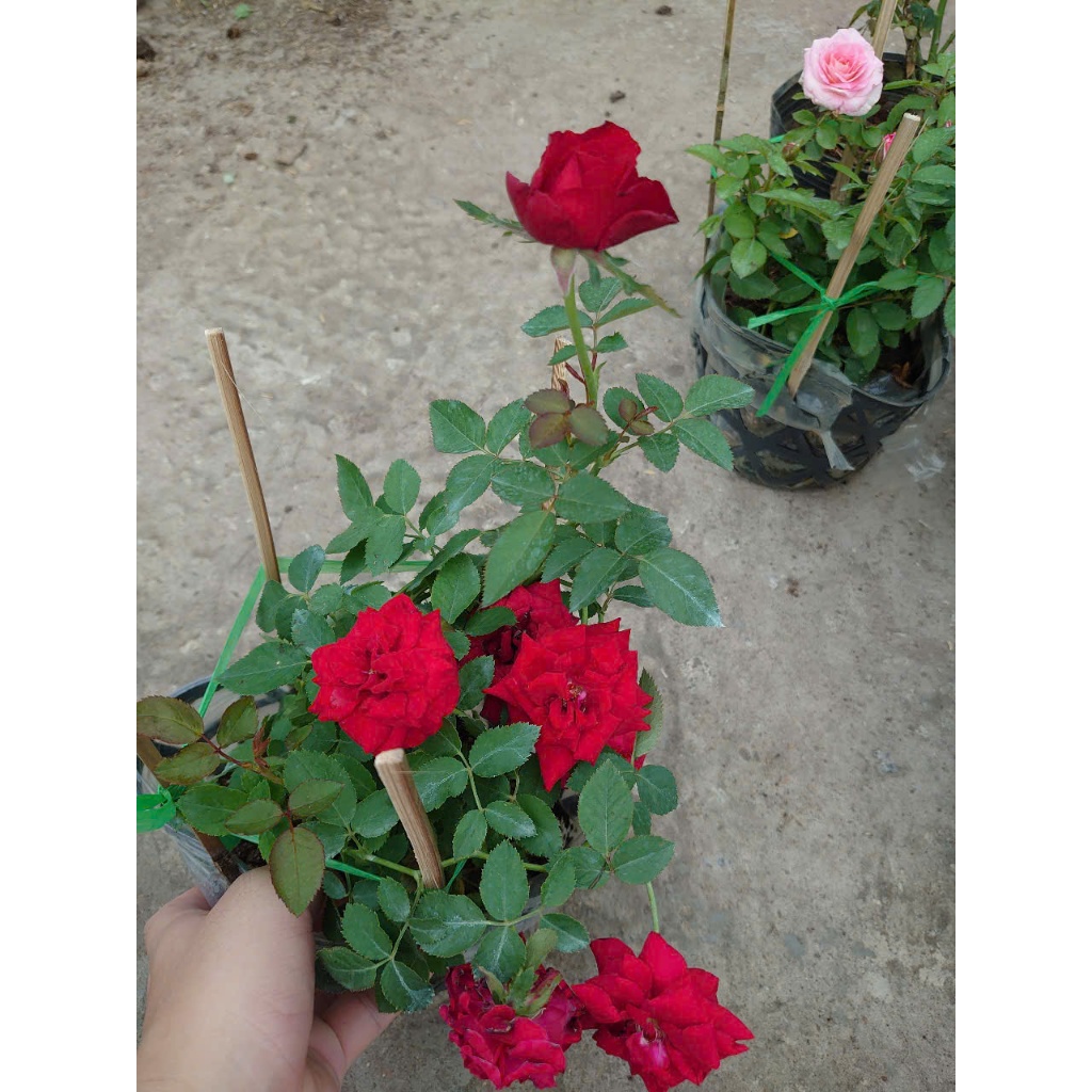Combo hoa hồng ( hoa hồng leo , hoa hồng ngoại ..) - chậu cây cảnh sân vườn