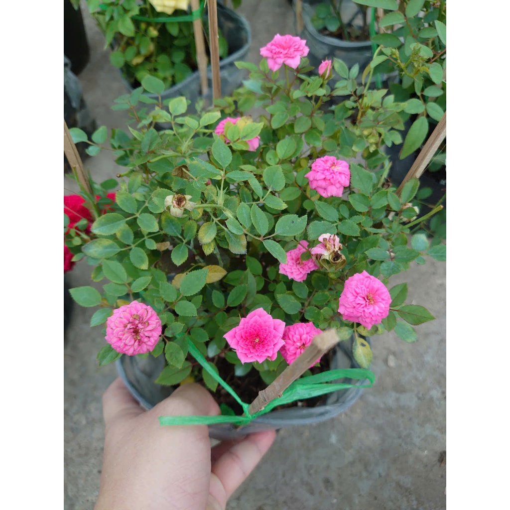 Combo hoa hồng ( hoa hồng leo , hoa hồng ngoại ..) - chậu cây cảnh sân vườn