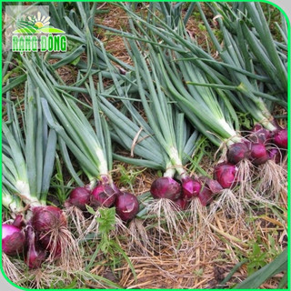 Hạt giống hành tây đỏ SALAD RED 027 (Hành tím) dễ trồng, màu sắc đẹp mắt - Gói 2g