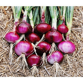 Hạt giống hành tây đỏ SALAD RED 027 (Hành tím) dễ trồng, màu sắc đẹp mắt - Gói 2g