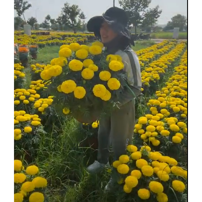 Hoa Vạn Thọ Mỹ Cao Lỡ Cổ Lùn PH51 Vàng Chanh Hạt Giống Phượng Hoàng