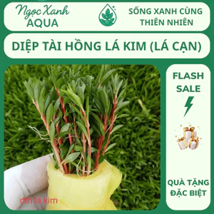 🌿 Cây Cắt Cắm Diệp Tài Hồng Lá Kim – Dễ Trồng, Lên Màu Đỏ Hồng Nhẹ, Không Cần CO₂ – Ngọc Xanh AQUA