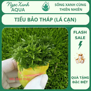 🌿 Cây Cắt Cắm Tiểu Bảo Tháp – Dễ Trồng, Không Cần CO₂ – Form Tầng Gọn Gàng – Ngọc Xanh AQUA