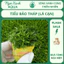 🌿 Cây Cắt Cắm Tiểu Bảo Tháp – Dễ Trồng, Không Cần CO₂ – Form Tầng Gọn Gàng – Ngọc Xanh AQUA