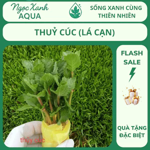 Cắt Cắm Thuỷ Cúc (Lá Cạn) – Dễ Trồng, Không Cần CO₂ – Lá Răng Cưa Đặc Trưng – Ngọc Xanh AQUA