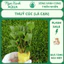 Cắt Cắm Thuỷ Cúc (Lá Cạn) – Dễ Trồng, Không Cần CO₂ – Lá Răng Cưa Đặc Trưng – Ngọc Xanh AQUA