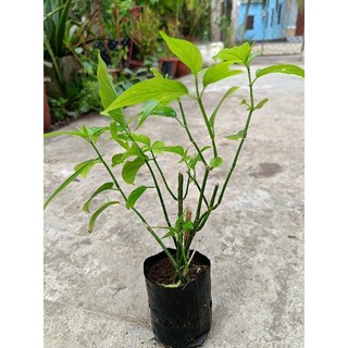 [ Cây dược liệu] 1 bầu cây Xương Khỉ ( cây Bìm Bịp), bầu 3-5 cây