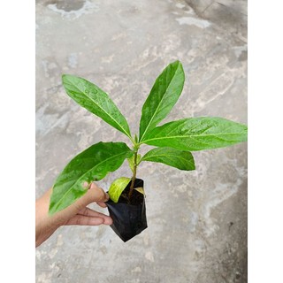 [Cây giống] 5 Bầu cây Nhàu giống , cây cao trên 15cm , mua 10 tặng 2