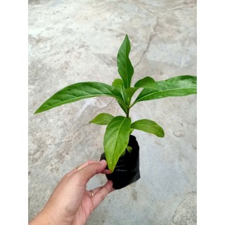 [Cây giống] 5 Bầu cây Nhàu giống , cây cao trên 15cm , mua 10 tặng 2