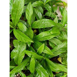 [Cây giống] 5 Bầu cây Nhàu giống , cây cao trên 15cm , mua 10 tặng 2