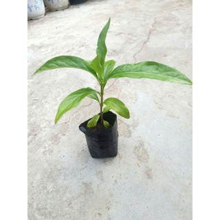 [Cây giống] 5 Bầu cây Nhàu giống , cây cao trên 15cm , mua 10 tặng 2
